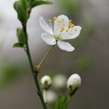 2010 Apr Velikden 023